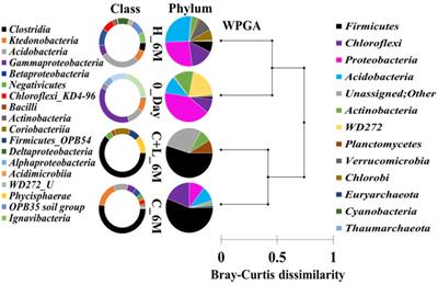 Low-Abundance Members of the Firmicutes Facilitate Bioremediation of Soil Impacted by Highly Acidic Mine Drainage From the Malanjkhand Copper Project, India